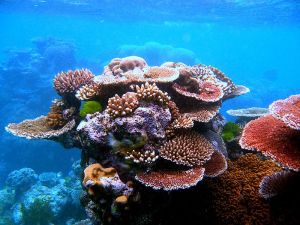 Great_Barrier_reef